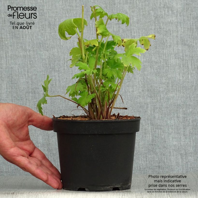 Esemplare di Delphinium Pacific-hybrid Astolat - Speronella Vaso da 2L/3L consegnato in estate