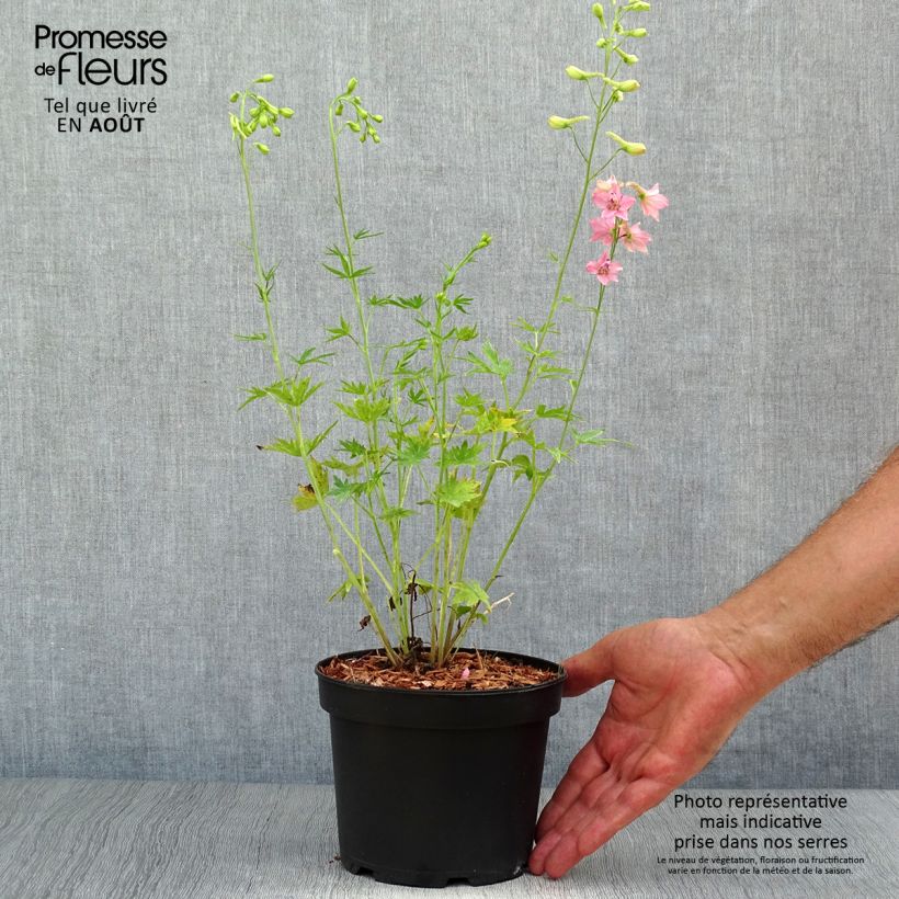 Esemplare di Delphinium ruysii Pink Sensation - Speronella Vaso da 2L/3L consegnato in estate