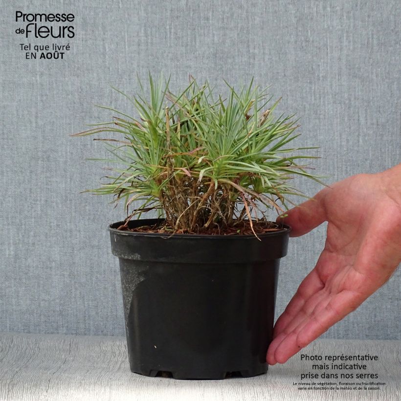 Esemplare di Dianthus plumarius Cranmere Pool - Garofano strisciante Vaso da 2L/3L consegnato in estate