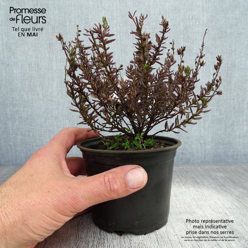 Daboecia cantabrica Vaso da Ø 12 cm / 13 cm esemplare consegnato in primavera