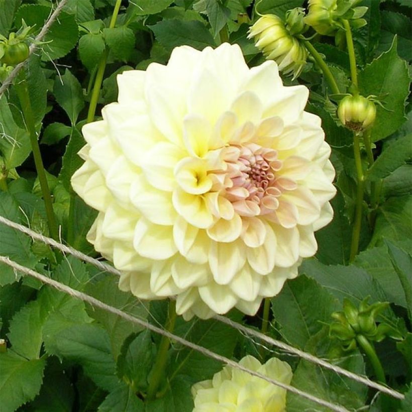 Dalia decorativa Alloway Cottage (Fioritura)