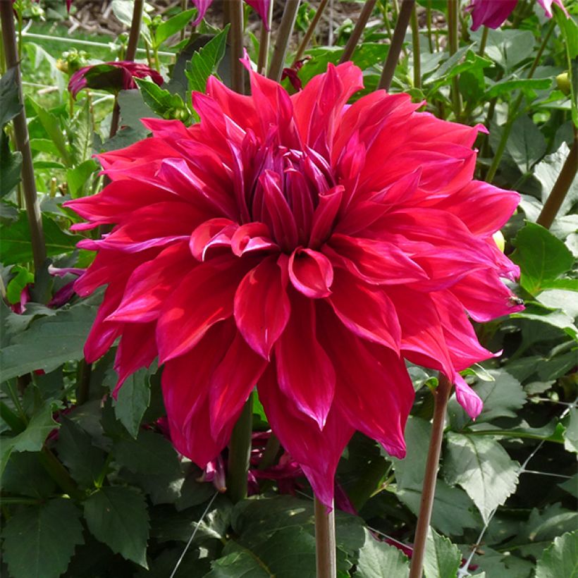 Dalia decorativa Babyloon Pourpre (Fioritura)