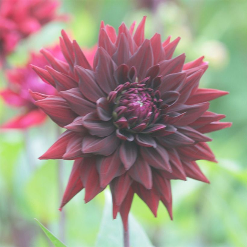 Dalia cactus Black Wizzard (Fioritura)