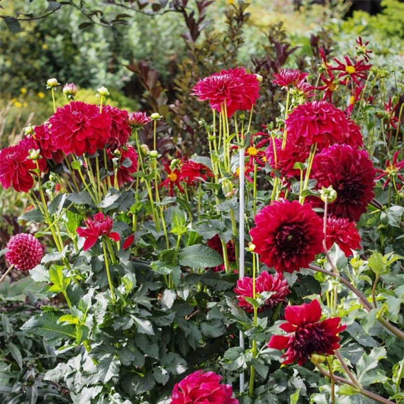 Dalia ball Cornel (Fioritura)