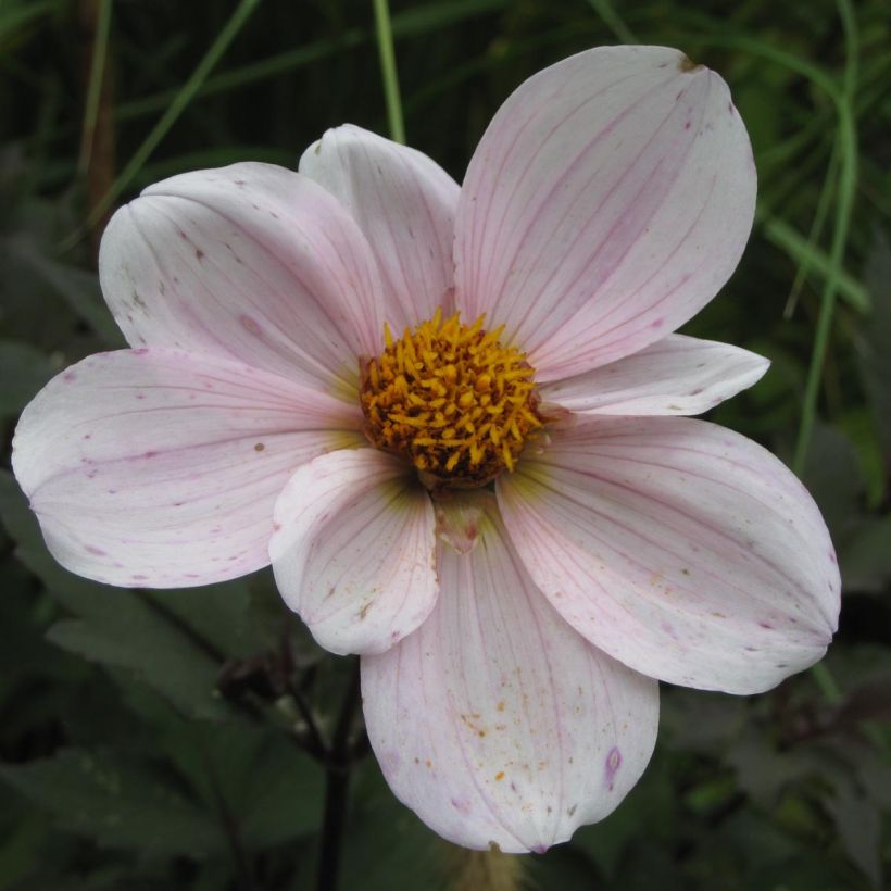 Dalia nana Cory (Fioritura)