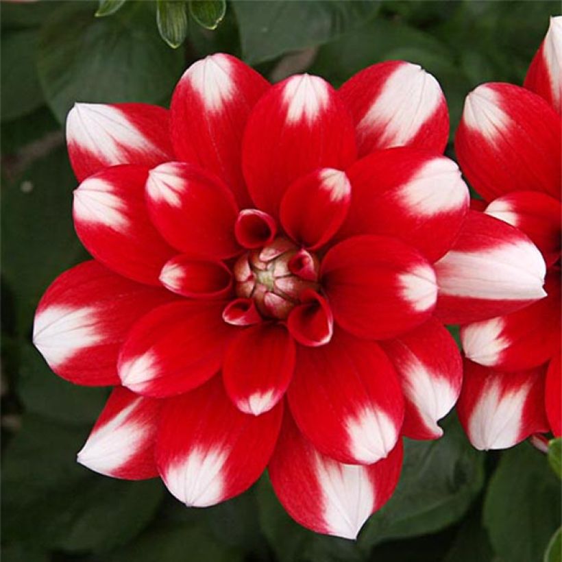 Dalia decorativa Nagano (Fioritura)