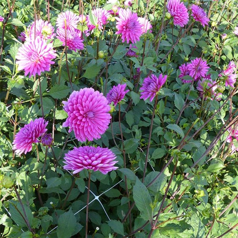 Dalia decorativa Gerbera (Porto)