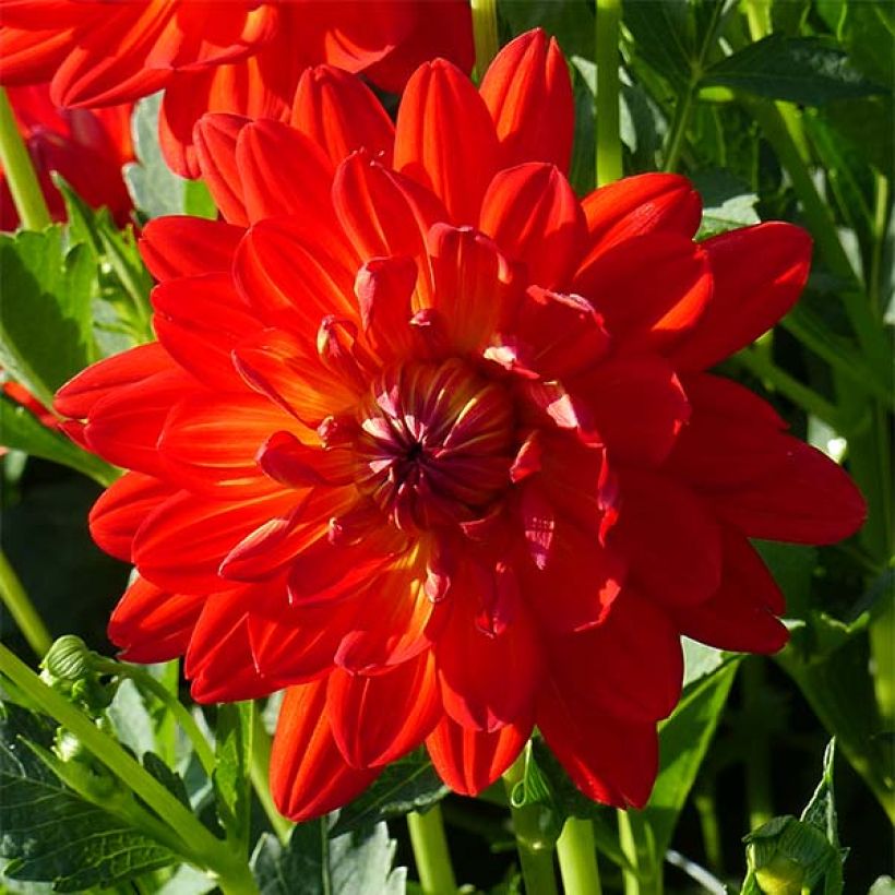 Dalia decorativa Karma Irene (Fioritura)