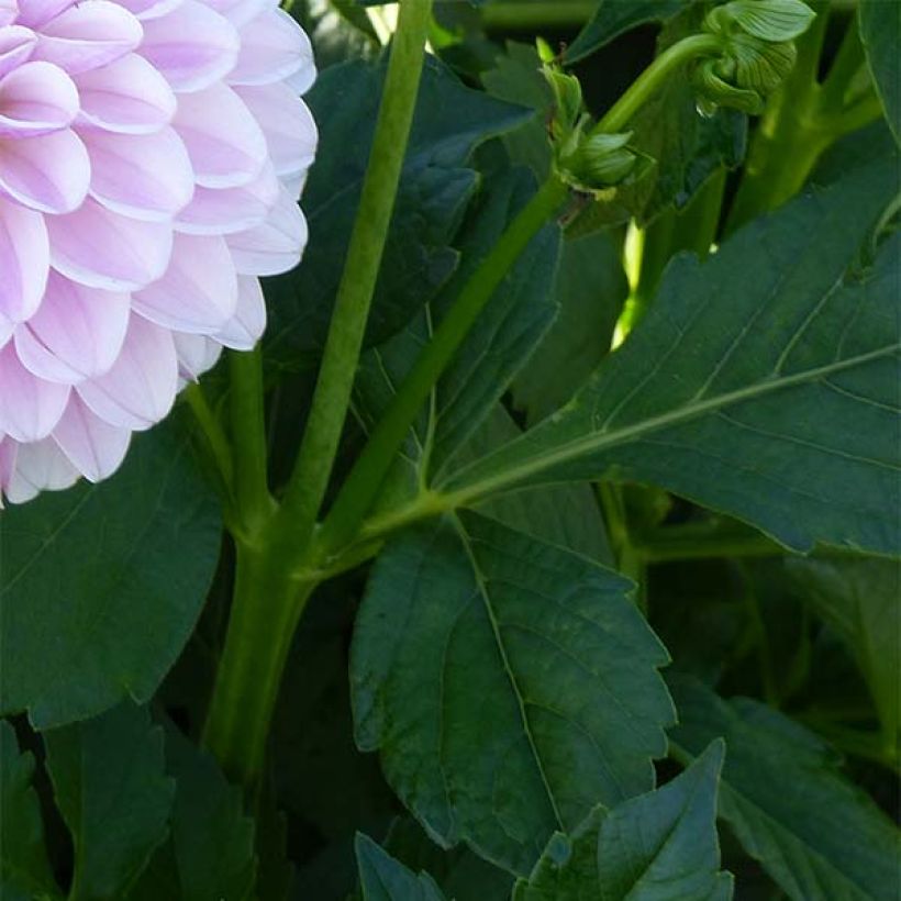 Dalia decorativa Pink Silk (Fogliame)