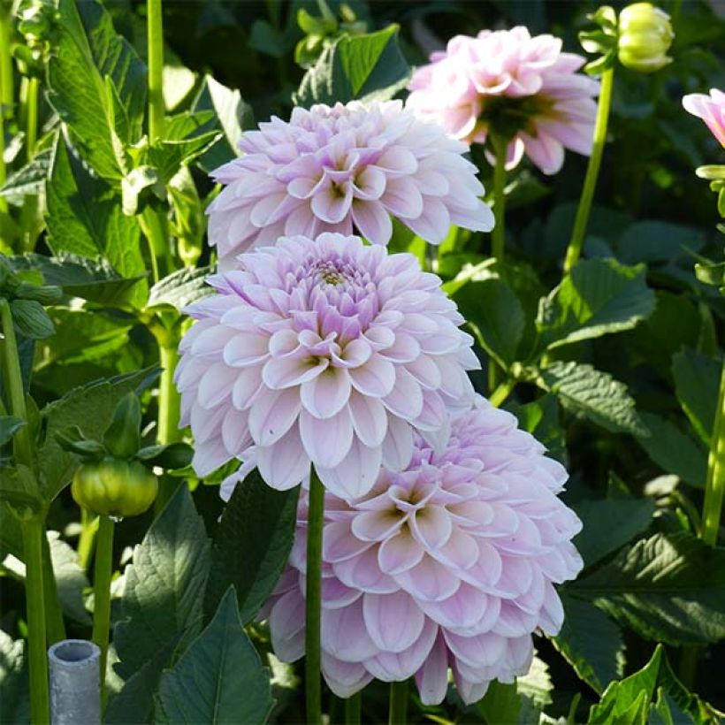 Dalia decorativa Pink Silk (Fioritura)