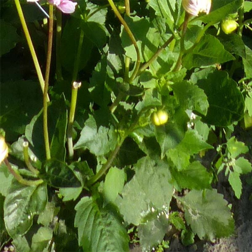 Dalia decorativa Sweet Tiamo (Fogliame)