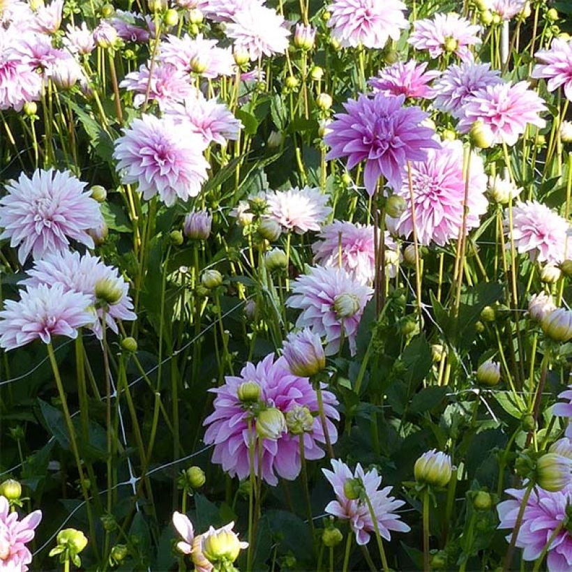 Dalia decorativa Sweet Tiamo (Fioritura)