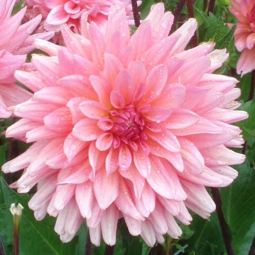Dalia decorativa Graaf Floris (Fioritura)