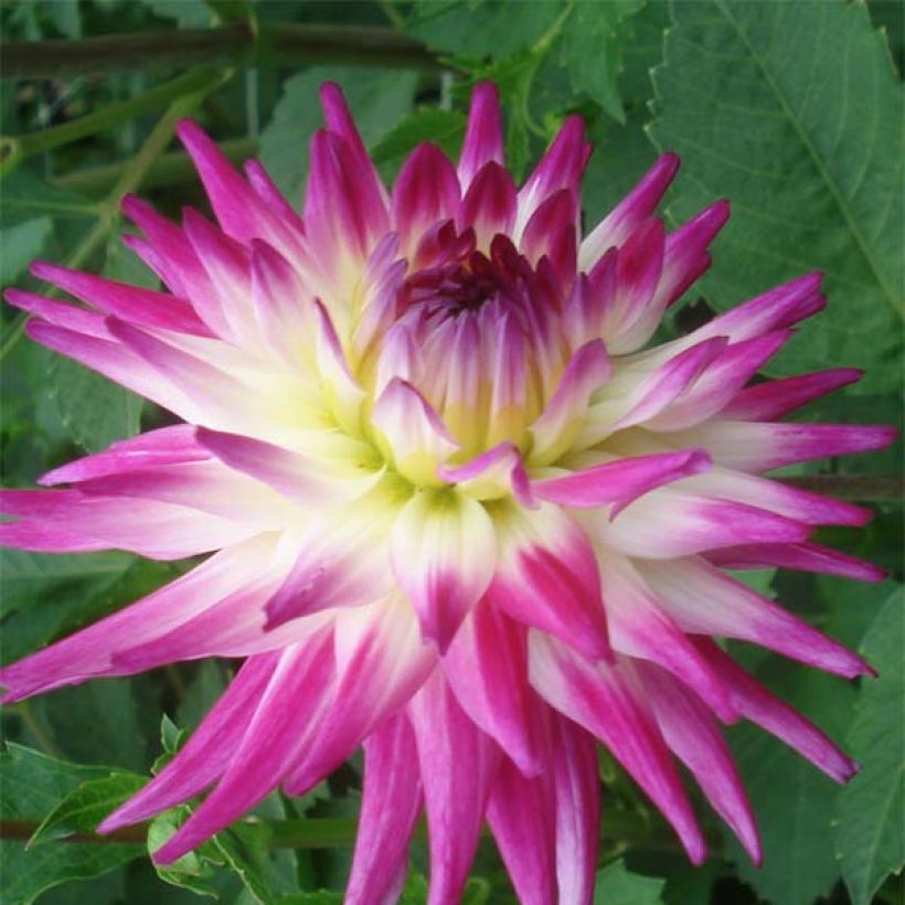 Dalia cactus Match (Fioritura)