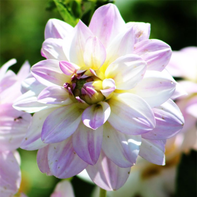 Dalia decorativa Twilight Time (Fioritura)