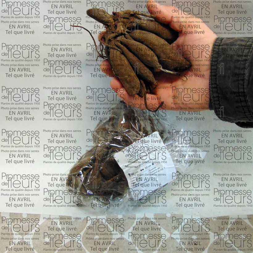 Esempio di esemplare Dalia Abridge Porcelain Bulbo come consegnato