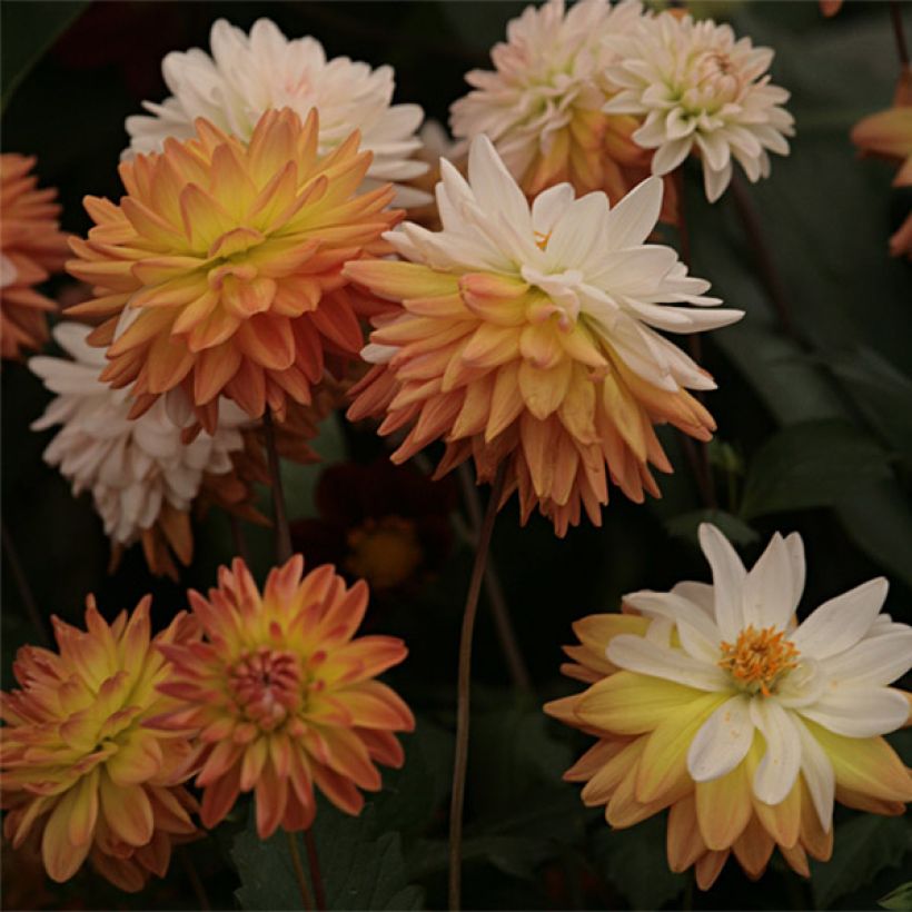 Dalia decorativa Coup de Soleil (Fioritura)