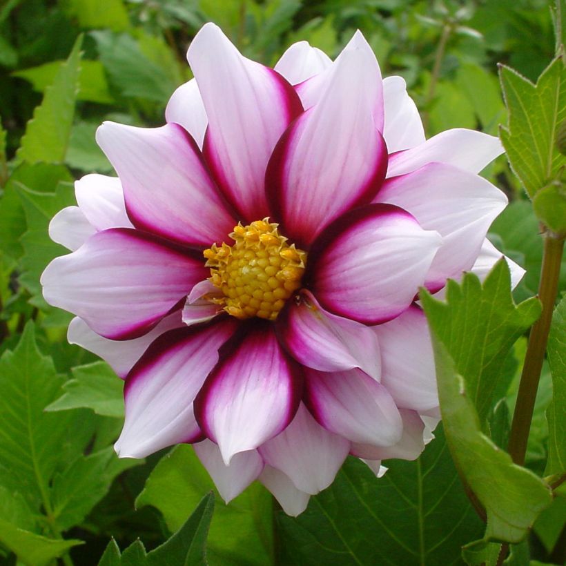 Dalia decorativa Edge of Joy (Fioritura)
