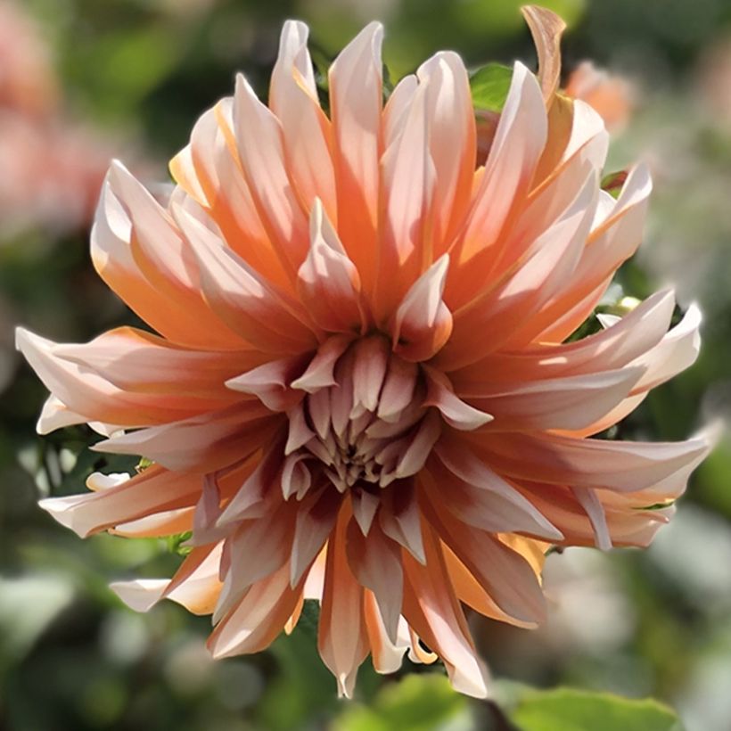 Dalia decorativa Hans Auinger (Fioritura)