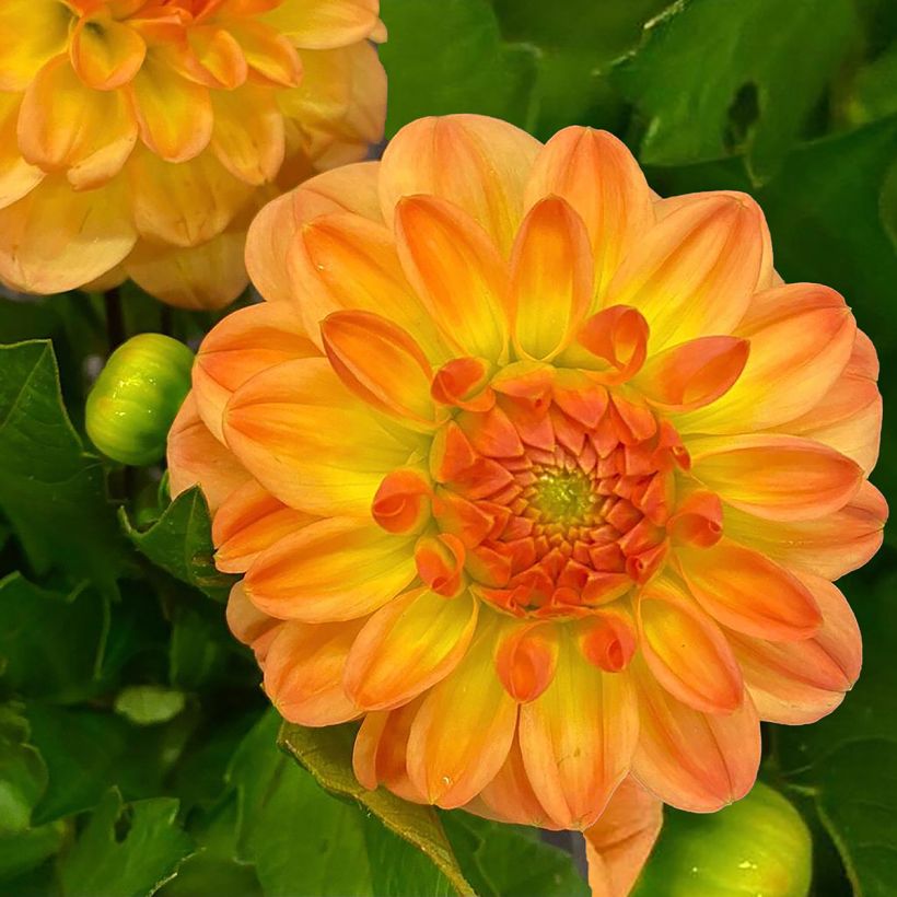 Dalia decorativa Justyna (Fioritura)