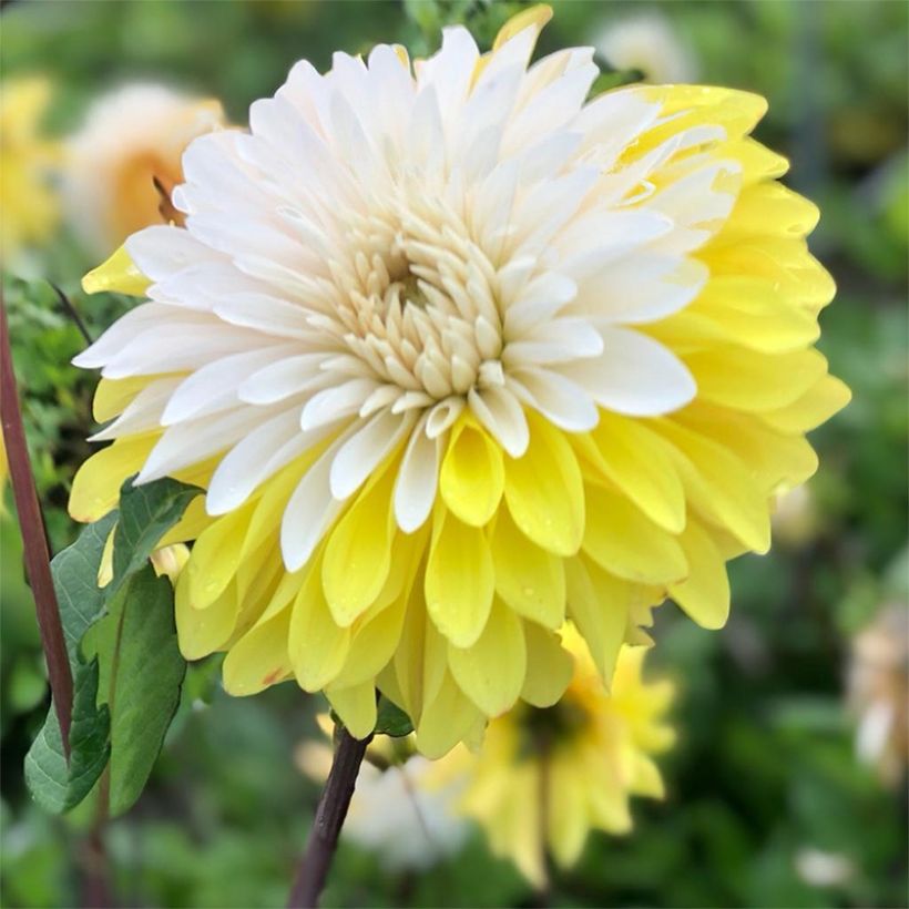 Dalia decorativa Mr. Bojangles (Fioritura)