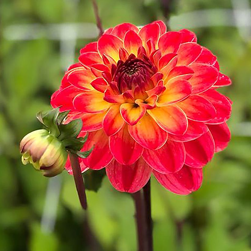 Dalia decorativa Pernille (Fioritura)