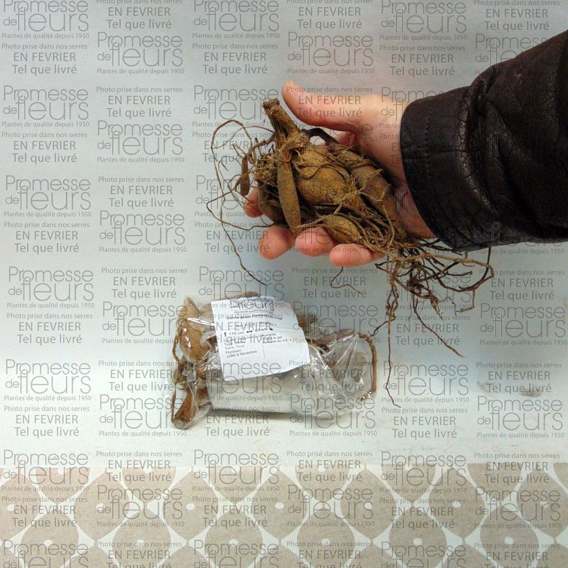 Esempio di esemplare Dalia decorativa Fantaste du cap Bulbo taglia I come consegnato
