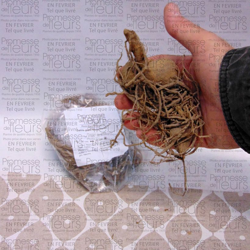 Esempio di esemplare Dalia decorativa White Perfection Bulbo taglia I come consegnato