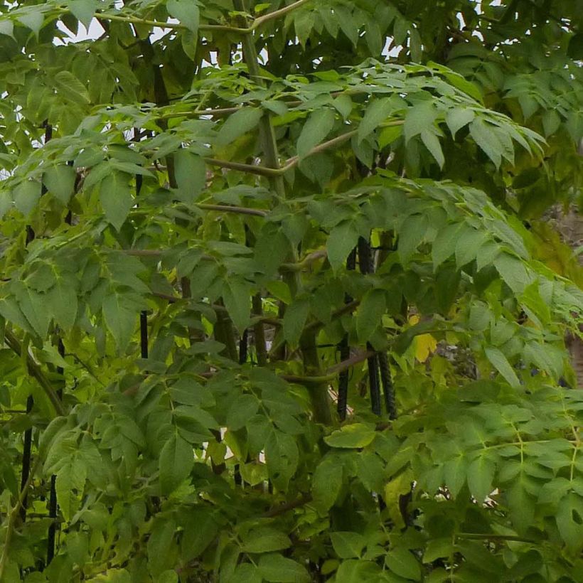 Dahlia imperialis (Fogliame)