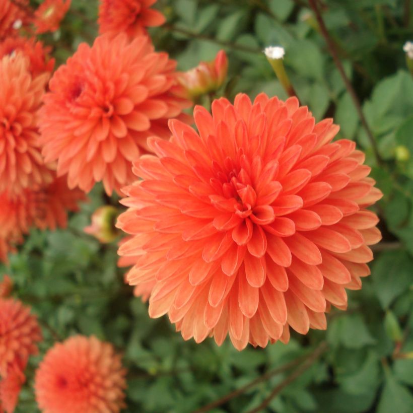 Dalia nana Jewel Orange (Fioritura)