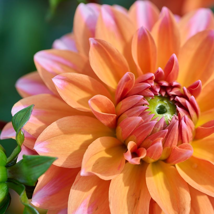 Dalia nana Peaches & Vanilla (Fioritura)
