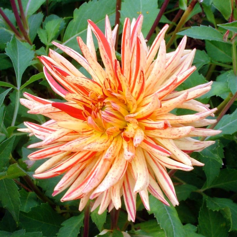 Dalia cactus Saint Saens (Fioritura)
