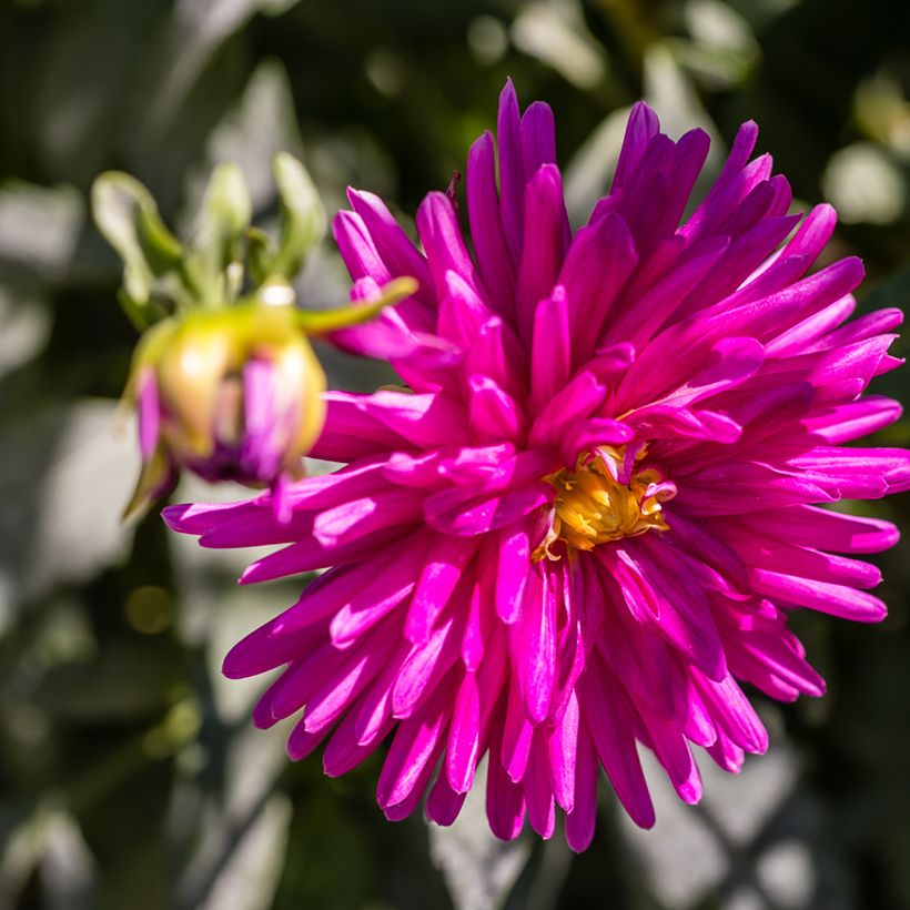 Dalia Purple Gem (Fioritura)