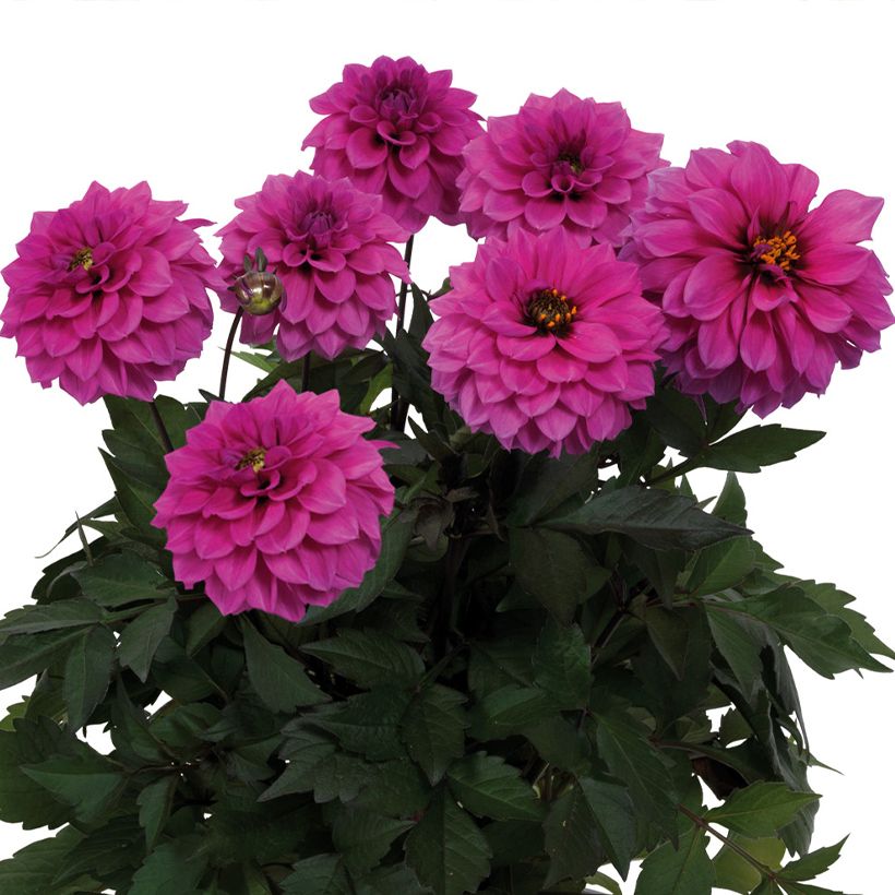 Dalia nana Gardenetta Lavender (Fioritura)