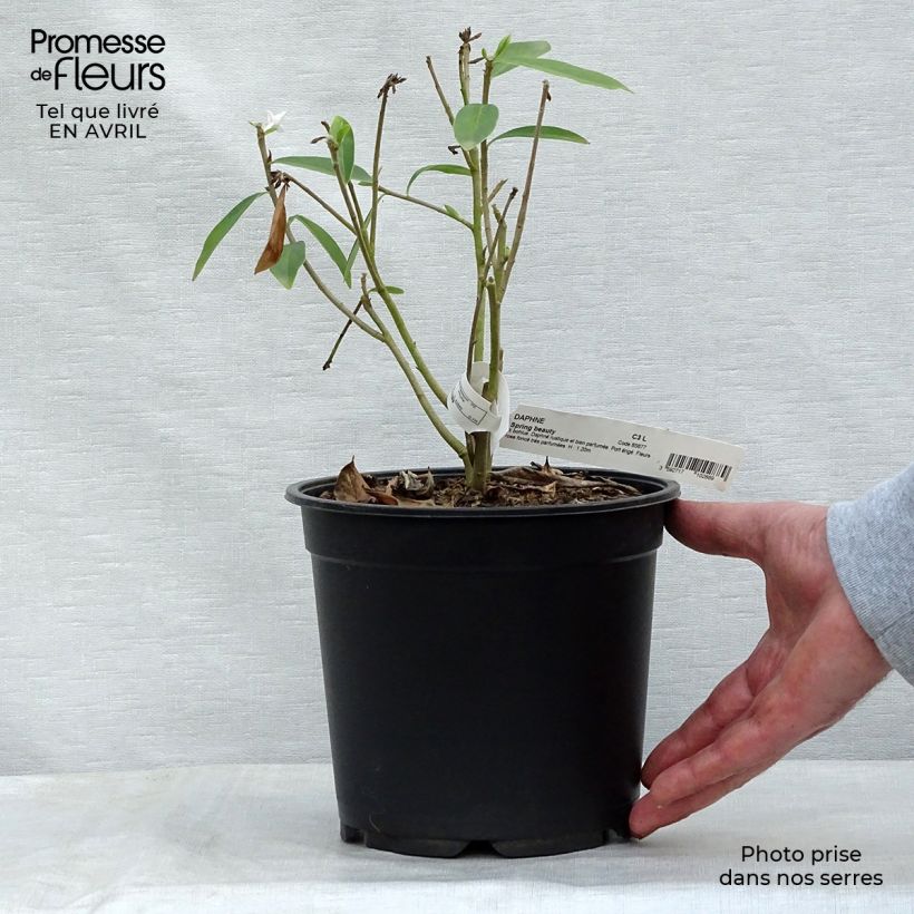 Daphne Spring Beauty - Dafne Vaso da 4L/5LAltezza consegnata circa 50/60cm esemplare consegnato in primavera