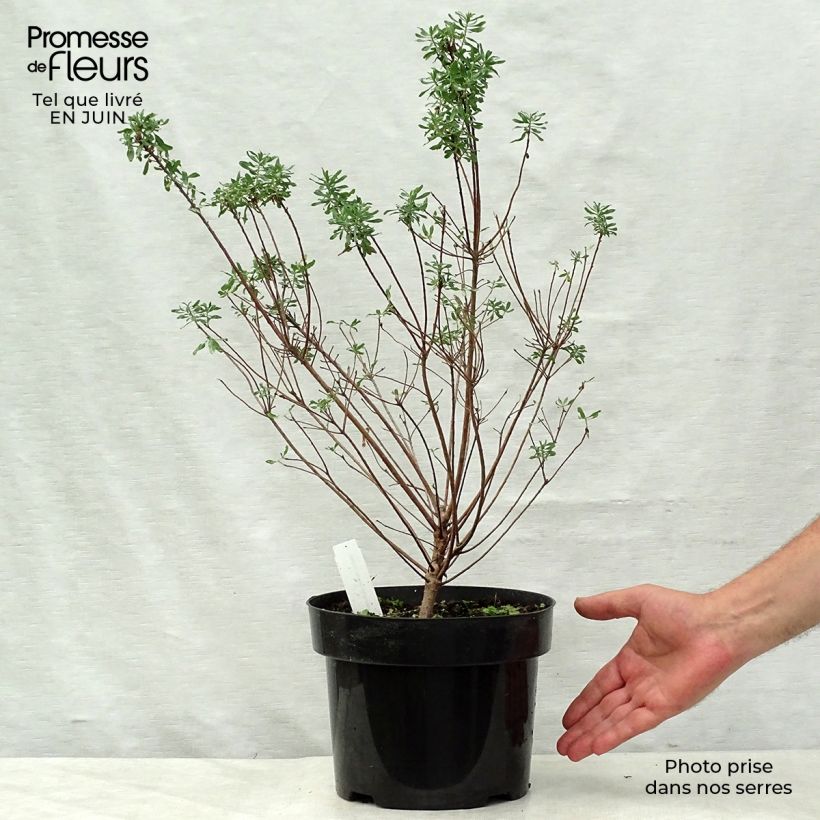 Esemplare di Daphne burkwoodii Somerset - Dafne Vaso da 4L/5L consegnato in estate