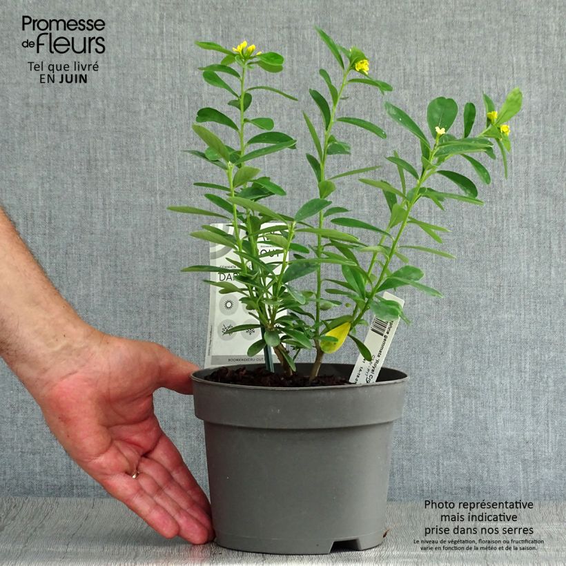 Esemplare di Daphne gemmata Royal Crown - Dafne Vaso da 2L/3L consegnato in estate