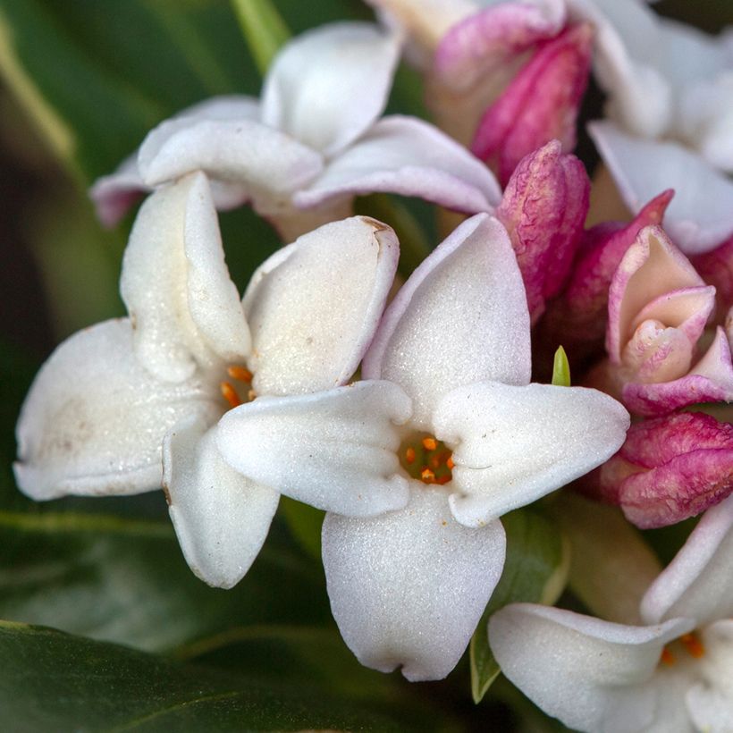 Daphne odora Aureomarginata - Dafne odorosa (Fioritura)