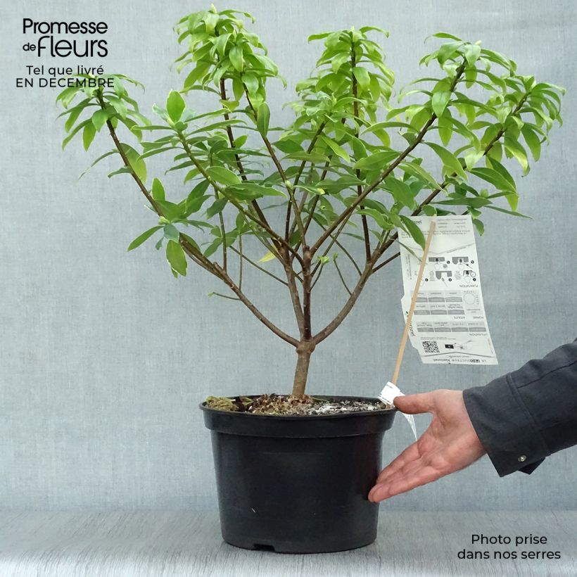 Daphne odora Aureomarginata - Dafne odorosa Vaso da 7,5L/10L esemplare consegnato in inverno