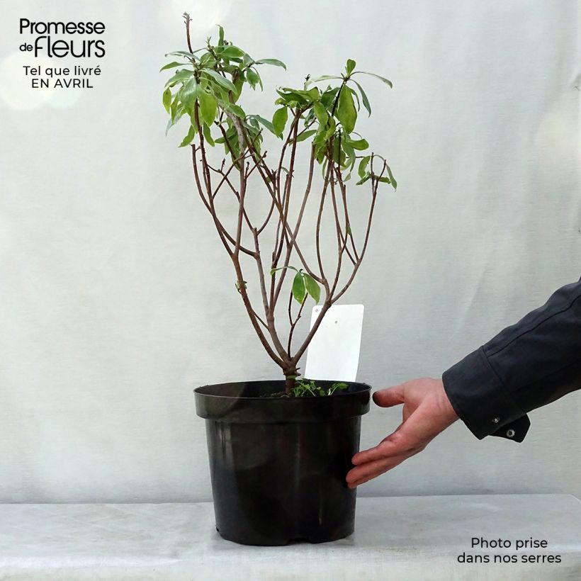 Daphne odora Aureomarginata - Dafne odorosa Vaso da 7,5L/10L esemplare consegnato in primavera
