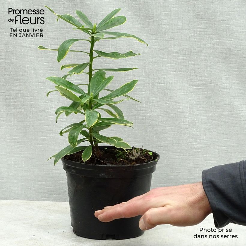 Daphne odora Maejima - Dafne odorosa Vaso da 2L/3L esemplare consegnato in inverno
