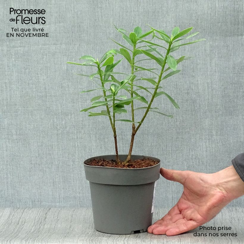 Esemplare di Daphne odora Marianni - Dafne odorosa Vaso da 2L/3L come consegnato in autunno