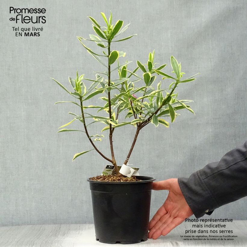Daphne odora Marianni - Dafne odorosa Vaso da 2L/3L esemplare consegnato in primavera