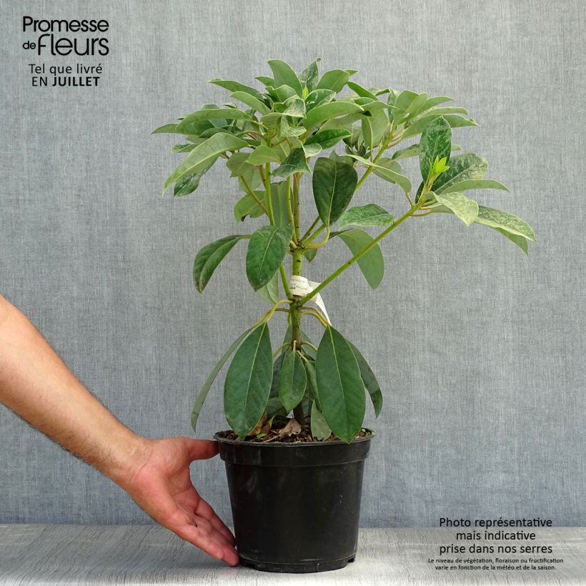 Esemplare di Daphniphyllum himalayense subsp. macropodum Vaso da 2L/3L consegnato in estate