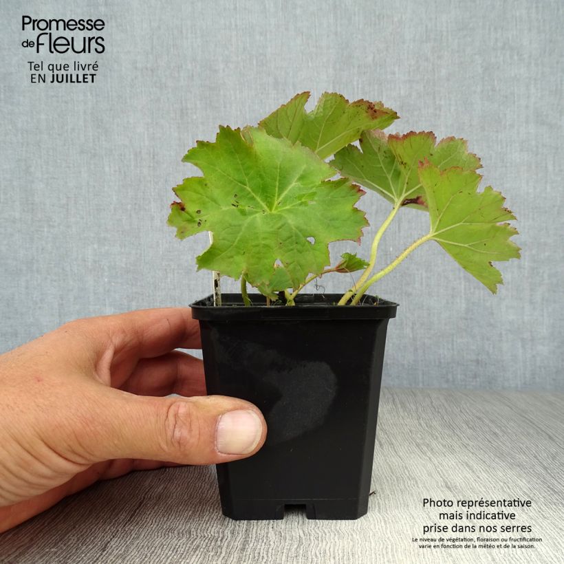 Esemplare di Darmera peltata Vasetto da 8/9 cm consegnato in estate