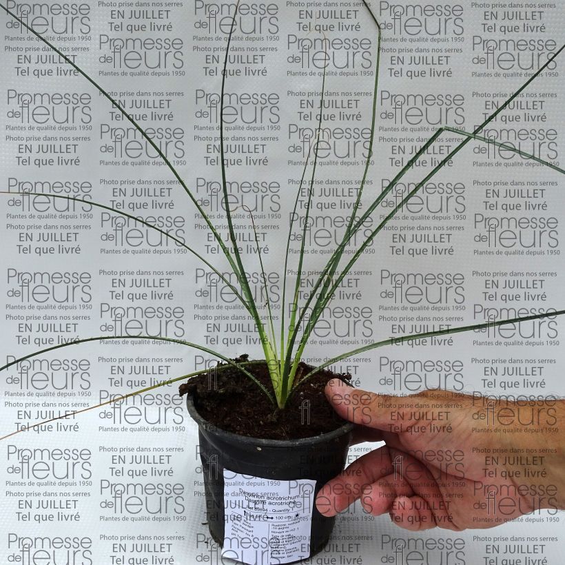 Esemplare di Dasylirion acrotrichum Vaso da Ø 12 cm / 13 cm consegnato in estate