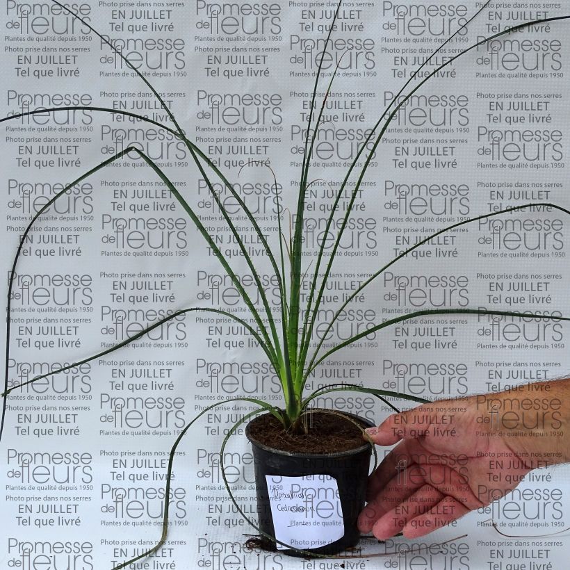 Esemplare di Dasylirion cedrosanum Vaso da Ø 12 cm / 13 cm consegnato in estate