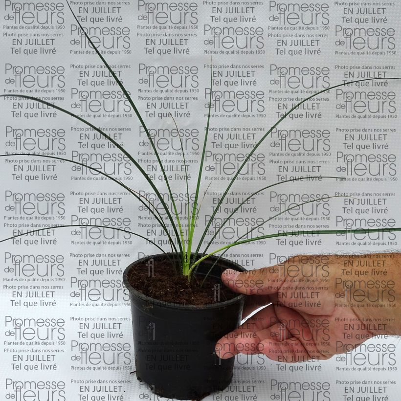Esemplare di Dasylirion leiophyllum Vaso da Ø 12 cm / 13 cm consegnato in estate
