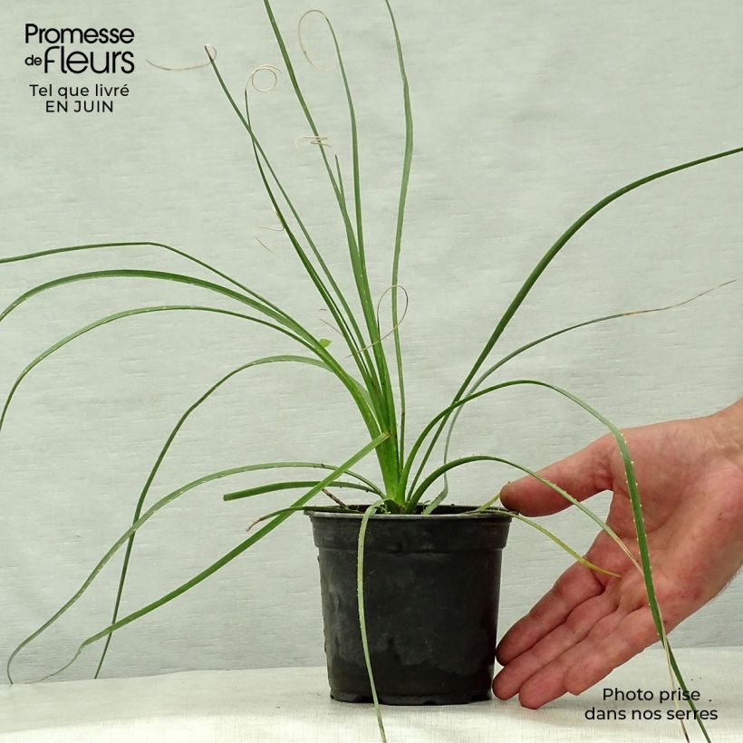 Esemplare di Dasylirion lucidum Vaso da Ø 12 cm / 13 cm consegnato in estate