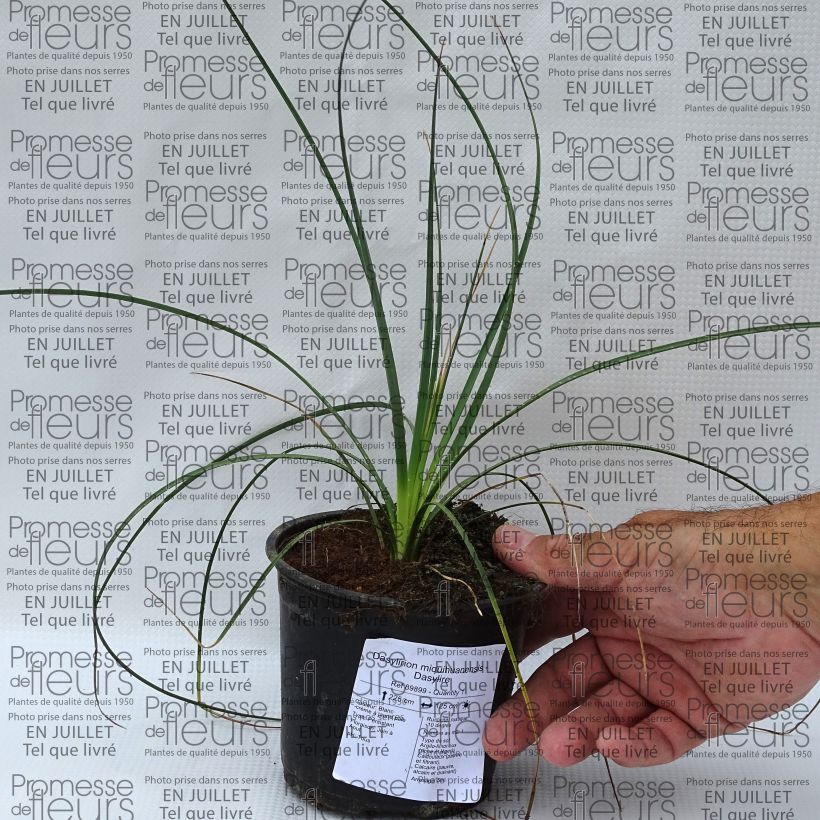 Esemplare di Dasylirion miquihuanensis Vaso da Ø 12 cm / 13 cm consegnato in estate